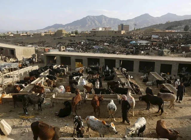 Vendors wait for customers at a livestock market ahead of the Eid al-Adha  in Kabul September 22, 2015. (Photo by Omar Sobhani/Reuters)