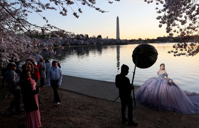 Ashley Paredes, 14, gets her quinceanera photos taken among the cherry blossoms as the sun rises at the Tidal Basin in Washington, on March 27, 2025. (Photo by Leah Millis/Reuters)