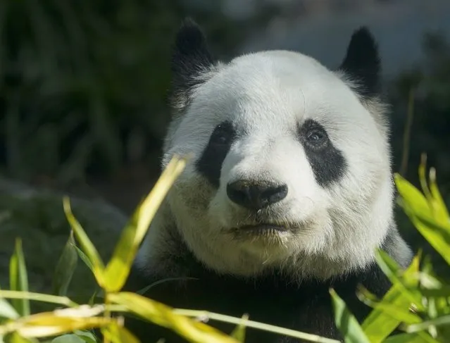 Xin Xin, the last giant panda in Latin America, sits inside her enclosure at the Chapultepec Zoo, in Mexico City, Friday, November 11, 2022. Decades of study at the Chapultepec Zoo have yielded extensive knowledge, as well as genetic material – semen and ovarian tissue – that the scientists here hope will allow them to continue assisting in the pandas’ conservation even after Xin Xin is gone. (Photo by Fernando Llano/AP Photo)