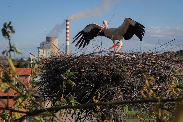 White storks gather on their nest near a coal-fired power plant, in the town of Obilic, Kosovo on April 28, 2025. (Photo by Valdrin Xhemaj/Reuters)