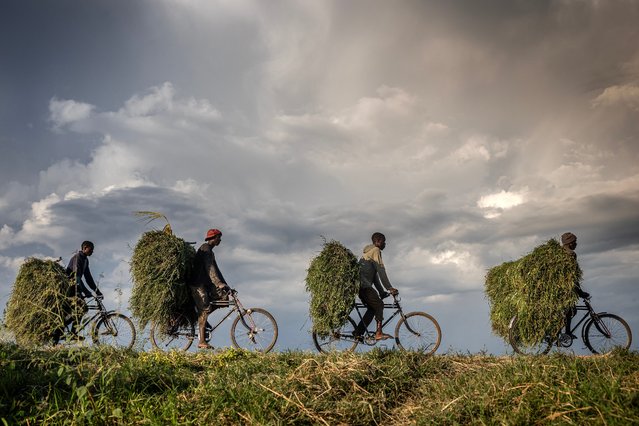 Workers transport cow feed on their bicycles as they head to a market along a road near Gihanga, on the outskirts of Bujumbura, on May 8, 2025. (Photo by Luis Tato/AFP Photo)