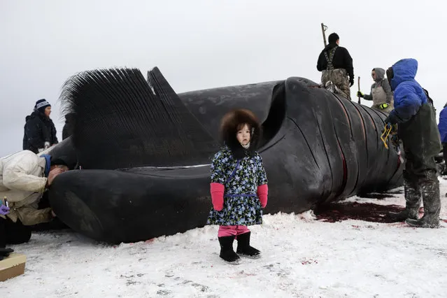 In this October 7, 2014, photo, Kendra Aiken stands wearing a parka made by her grandmother, as she poses for a picture for her parents in front of work on a bowhead whale in a field near Barrow, Alaska. Children of Barrow too small to help with the hooking and cutting, are still brought down to the whale, while family members point and explain the process. (Photo by Gregory Bull/AP Photo)