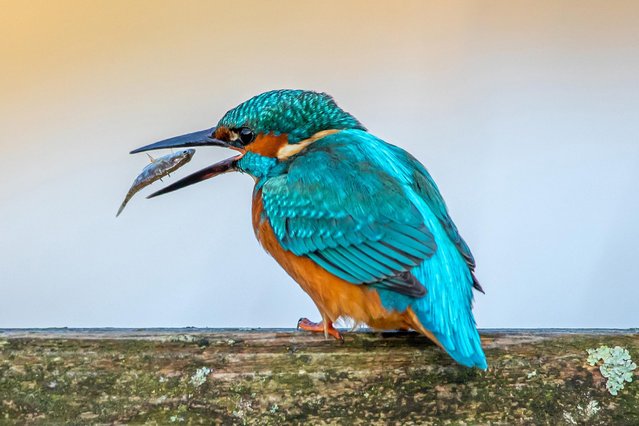 A kingfisher grabbing a stickleback for lunch from the River Stour in Dorset in southwest England on October 2020. (Photo by Mark Parris/The Times)
