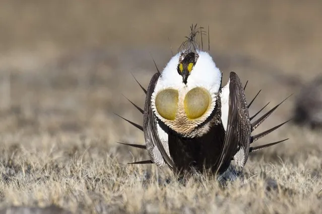 Greater Sage-Grouse