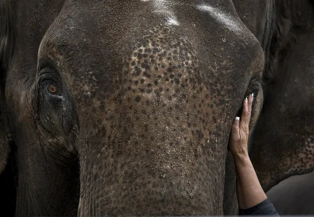 A circus employee pets an elephant during an advertising display in a park in Bucharest, Romania, Wednesday, October 14, 2015. Dozens gathered to watch the show preview which showcased acrobats and trained animals. (Photo by Vadim Ghirda/AP Photo)
