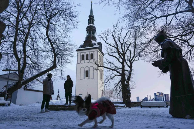 A dog walks, with the St. Nicholas' Church in the background, in Tallinn, Estonia, Thursday, January 5, 2023. (Photo by Pavel Golovkin/AP Photo)