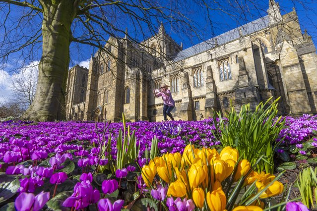 Cyclamen and other flowers seem to mark the start of spring at Ripon Cathedral, North Yorkshire, UK on February 24, 2025. (Photo by James Glossop/The Times & Sunday Times)