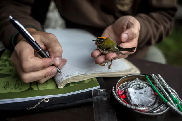 Ornithologist, Martin Pudil, from the Czech Society For Ornithology (CSO), measures migrating bird after being ringed in the Jizera Mountains on September 21, 2016 in village of Jizerka, Czech Republic. Ornithologists from Czech Society For Ornithology (CSO) use long mist nets to capture the birds in order to gather information such as species, age, weight and s*x. This allows them to monitor long-term population and global migration patterns and help to track their migratory route and nesting sites. Similar projects are carried out around Europe. According to members of CSO, many of the birds captured in the Jizera Mountains are passing through the country from Northern Europe and Russia, heading south to spend winter in the Mediterranean and North Africa. (Photo by Matej Divizna/Getty Images)