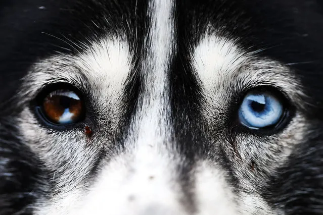 A Husky dog reacts as he takes part in a training session on forest tracks, ahead of the The Siberian Husky Club of Great Britain 39th Aviemore Sled Dog Rally near Feshiebridge, Cairngorm, Scotland, on January 26, 2023. (Photo by Andy Buchanan/AFP Photo)
