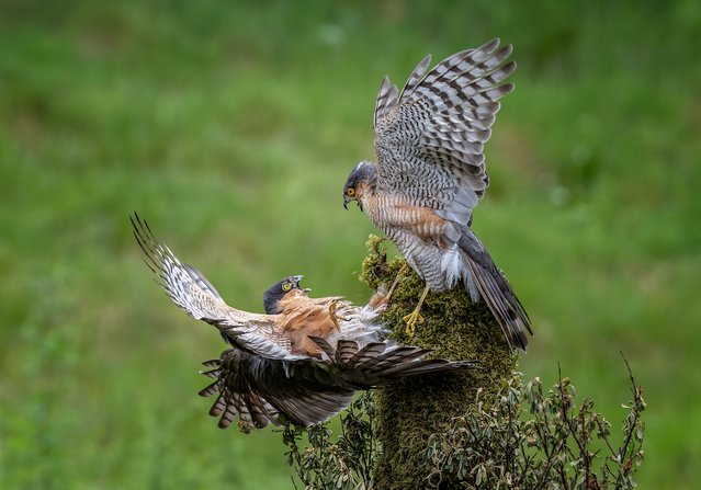 Two male sparrowhawks fight over territory in Dumfries, UK in the last decade of July 2025. (Photo by Ivor Ottley/Animal News Agency)