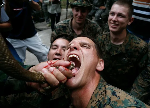 US Marines drink a cobra's raw blood offered by a Thai Marine instructor during jungle survival training as part of the multinational joint military exercise Cobra Gold 2018 at a Force Reconnaissance Battalion camp in the Royal Thai Naval Base, Sattahip district, Chonburi province, Thailand, 19 February 2018. Military personnel from 29 countries including South Korea and the US troops take part in the largest annual multinational military exercise in Southeast Asia designed to enhance regional security cooperation. (Photo by Rungroj Yongrit/EPA/EFE)