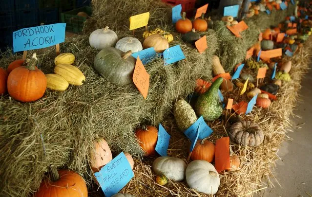 Various kinds of pumpkins, out of some 400 grown this season, are seen displayed in a barn at Franzlbauer farm in Hintersdorf, Austria, October 27, 2015. (Photo by Heinz-Peter Bader/Reuters)