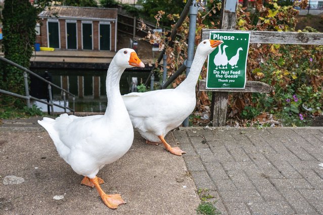 The geese in March, Cambs, UK on August 25, 2025. The family of around 20 white waterfowl have been a fixture in March, Cambs, for years and have made their mark by regularly waddling to the high street. (Photo by South West News Service)