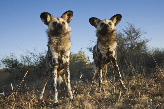 African wild dogs. Half the plant and animals in the world’s most nature-rich areas are at risk of dying out if greenhouse gas emissions rise unchecked, wildlife experts have warned. (Photo by Martin Harvey/WWF/PA Wire)