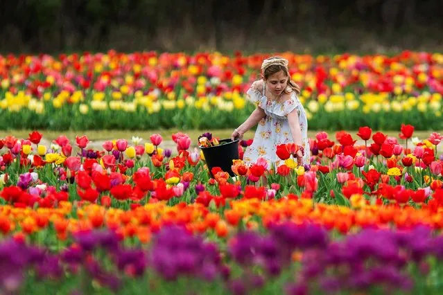 A girl visits the Tulip-mania at Dalton Farms 2023 Tulip Festival in Swedesboro, New Jersey, U.S., April 11, 2023. (Photo by Eduardo Muno/Reuters)