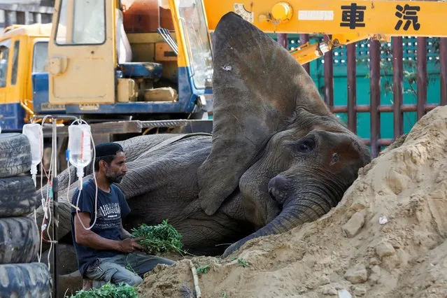 African elephant Noor Jahan, 17, who is unwell, rests on a sand pile, at a zoo in Karachi, Pakistan on April 14, 2023. (Photo by Akhtar Soomro/Reuters)
