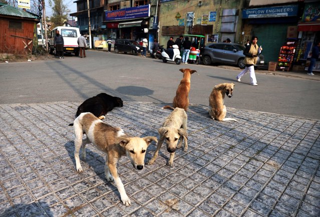 Stray dogs roam the streets in Srinagar, the summer capital of Indian Kashmir, 10 November 2025. On 07 November, the Supreme Court ordered all States and Union Territories to remove stray dogs from public places such as schools, hospitals, and transport hubs, and relocate them to designated shelters after sterilisation and vaccination under the Animal Birth Control Rules, 2023, framed under the Prevention of Cruelty to Animals Act, 1960. (Photo by Farooq Khan/EPA)
