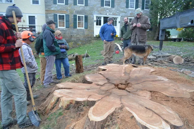 In this photo taken Tuesday, November 1, 2016, friends of an elm tree, believed to be the largest of its kind in New England, stand around the stump after it was cut down in Charlotte, Vt., after the tree died of Dutch elm disease, a fungus that killed millions of elm trees after it arrived in North America in the last century. The wood from the tree will be turned into furniture and other items. The funds will be used to help The Nature Conservancy replant disease resistant elm trees. (Photo by Tai Dinnan/Vermont Tree Goods via AP Photo)