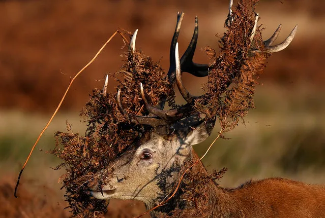 A deer is seen covered in bracken undergrowth as it prepares to clash with a rival during the rutting season in Richmond Park, west London, Britain, November 12, 2019. (Photo by Toby Melville/Reuters)