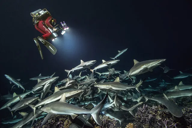 In total, this set of images required 21 weeks of diving, day and night, spanning four years and taking 85,000 images. (Photo by Laurent Ballesta/Caters News Agency)