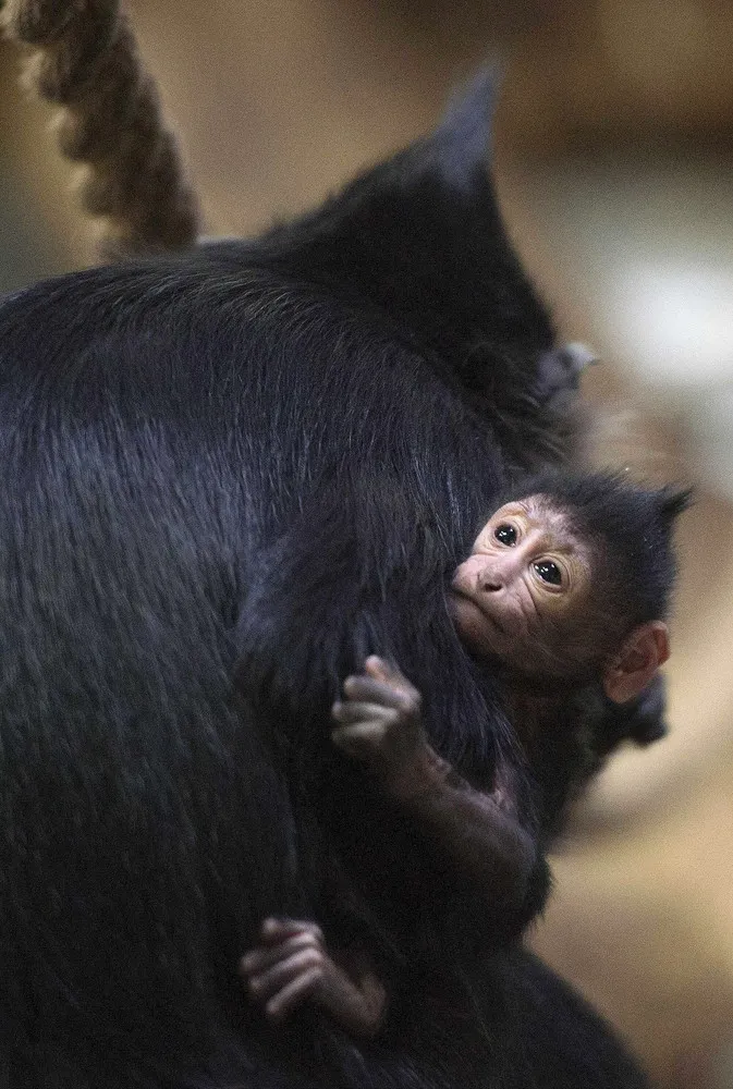 The Week in Pictures: Animals, January 16 – January 22, 2015