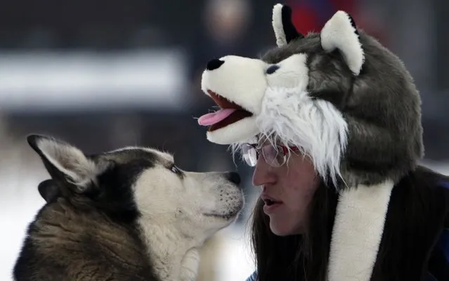 A musher greets his dog during a break in a stage of the Sedivackuv Long dog sled race in Destne v Orlickych horach January 22, 2015. (Photo by David W. Cerny/Reuters)