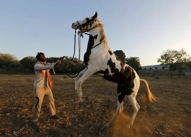 A groom trains his horse on a winter morning at a horse farm on the outskirts of Ahmedabad, India, December 13, 2015. (Photo by Amit Dave/Reuters)
