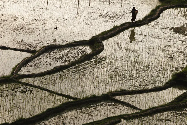 A Nepalese farmer walks through a paddy field in Kathmandu, Nepal, Tuesday, June 26, 2018. Agriculture is the main source of income and employment for most people in Nepal, and rice is one of the main crops. (Photo by Niranjan Shrestha/AP Photo)