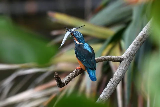 A common kingfisher feeds on fish at Pasir Ris Park in Singapore on February 24, 2021. (Photo by Roslan Rahman/AFP Photo)