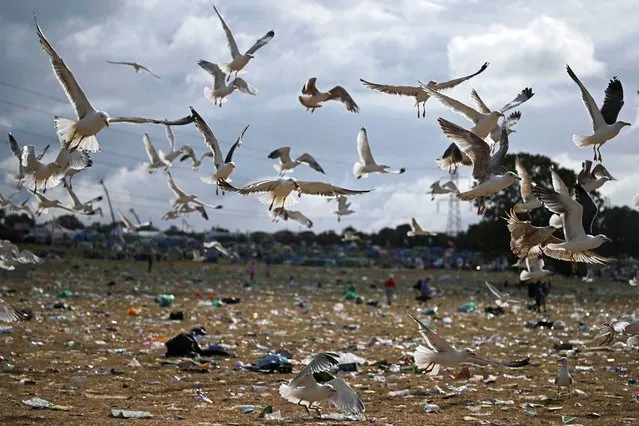 Seagulls pick up litter form a field at the end of Glastonbury festival in the village of Pilton in Somerset, southwest England, on June 26, 2023. The festival takes place from June 21 to June 26. (Photo by Oli Scarff/AFP Photo)