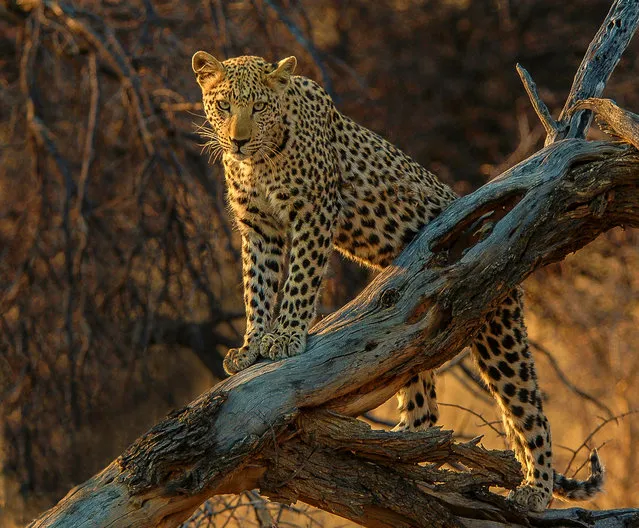 “This leopard image was taken on a safari in Namibia. It was late afternoon with the light failing fast when we spotted it in the bush. We followed it as it slowly walked to a fallen tree were it lay, sat and then stood, looking straight into my lens”. (Photo by Harry Hunt/The Guardian)