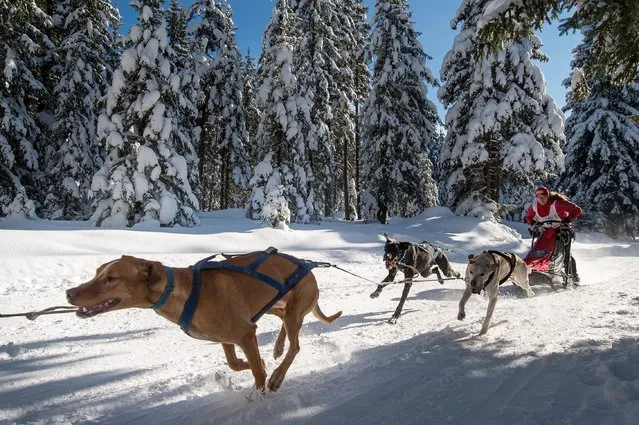 Sled dogs pull their musher Marte Heilemann of Norway during a sled dog race in Szklarska Poreba, Poland, 07 February 2015. About 1,000 sled dogs take part at the Husqvarna Tour 2015 international race. During the three-day competition 100 teams will have to overcome the difficult many kilometers route. (Photo by Maciej Kulczynski/EPA)