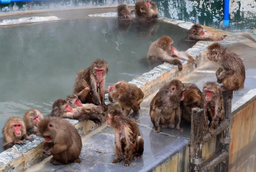 Hot Spring Bath Opens for Japanese Macaques in Hakodate