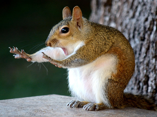 An alarmed squirrel. (Photo by Mary McGowan/Barcroft Images/Comedy Wildlife Photography Awards)