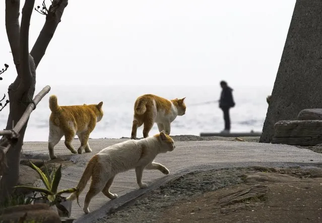 Cats walk along the embankment as a man fishes on Aoshima Island in Ehime prefecture in southern Japan February 25, 2015. An army of cats rules the remote island in southern Japan, curling up in abandoned houses or strutting about in a fishing village that is overrun with felines outnumbering humans six to one. Picture taken February 25, 2015.REUTERS/Thomas Peter 