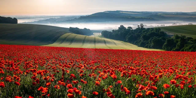 Field of red and a beautiful morning, Houghton, West Sussex, by Marie Davey: “As I reached the top of the hill I was greeted by a sea of red poppies, rolling hills and just the right amount of mist in the valley below. As the sun rose above the horizon, the colours in the poppies were breathtaking – the 2.45am alarm was absolutely worth it!”. Classic view, adult class – shortlisted. (Photo by Marie Davey/Landscape Photographer of the Year)