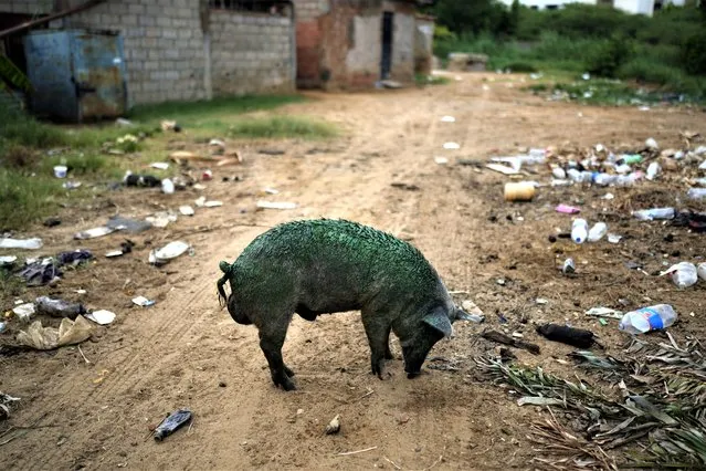 A pig, coated with a thick greenish film that grows on the lake, sniffs the ground while foraging near the shore of Lake Maracaibo, in Maracaibo, Venezuela, Thursday, August 10, 2023. (Photo by Ariana Cubillos/AP Photo)