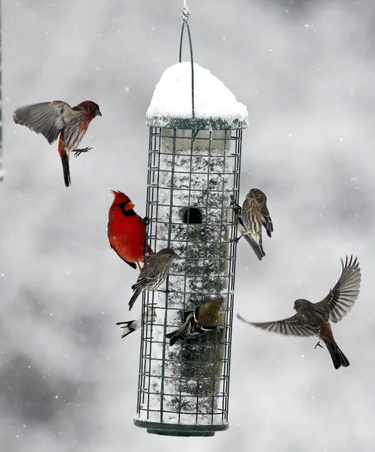 Birds flock to a feeder as snow falls Friday, January 22, 2016, in Nashville, Tenn. (Photo by Mark Humphrey/AP Photo)