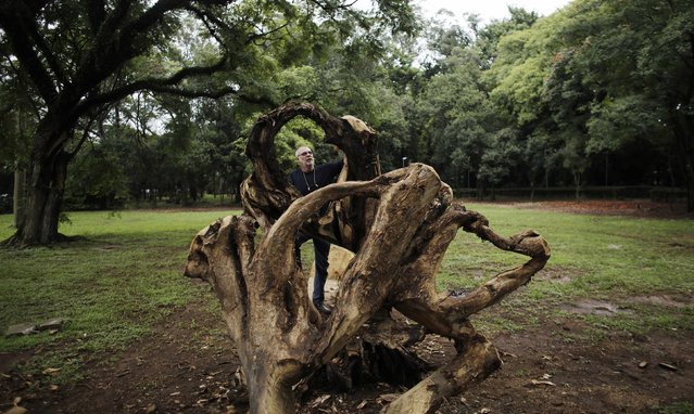 Brazilian artist Franca poses for a photograph at a tree which was cut to create a bench at Ibirapuera park in Sao Paulo March 17, 2015. (Photo by Nacho Doce/Reuters)