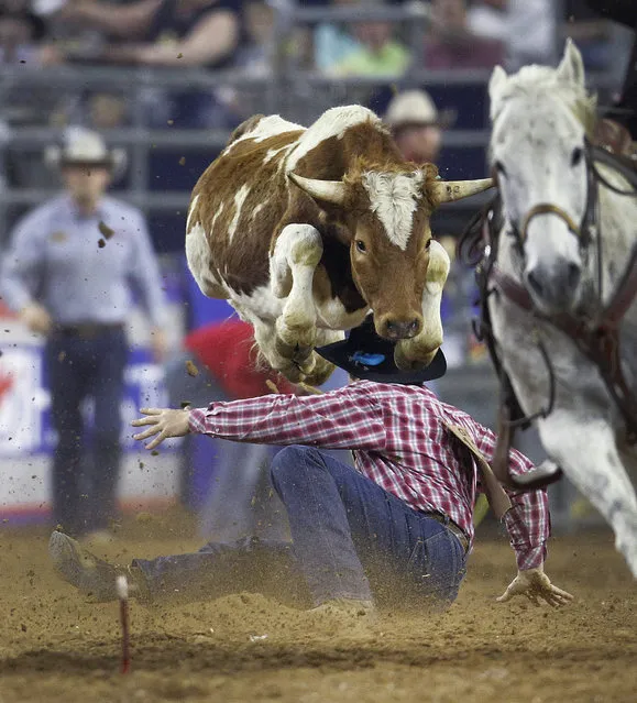 A steer jumps over Nick Guy as he competes in the steer wrestling event during the Houston Livestock Show and Rodeo, Saturday, March 14, 2015, in Houston. (Photo by Karen Warren/AP Photo/Houston Chronicle)