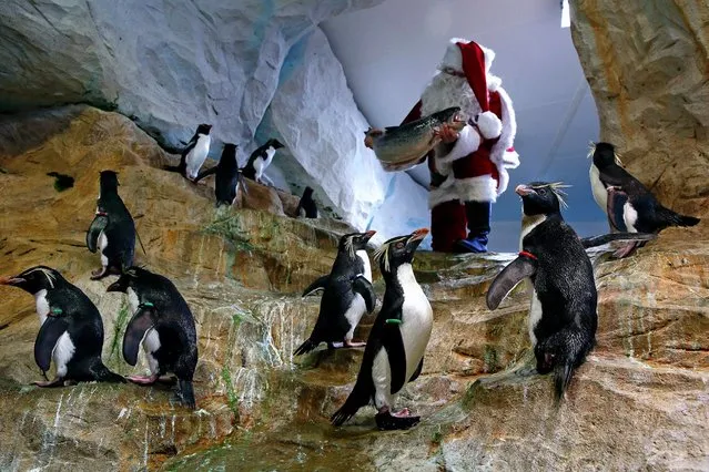 A man dressed as Santa Claus holds a fish in front of Royal Penguins at the animal exhibition park Marineland in Antibes, southern France, December 21, 2016. (Photo by Sebastien Nogier/EPA)