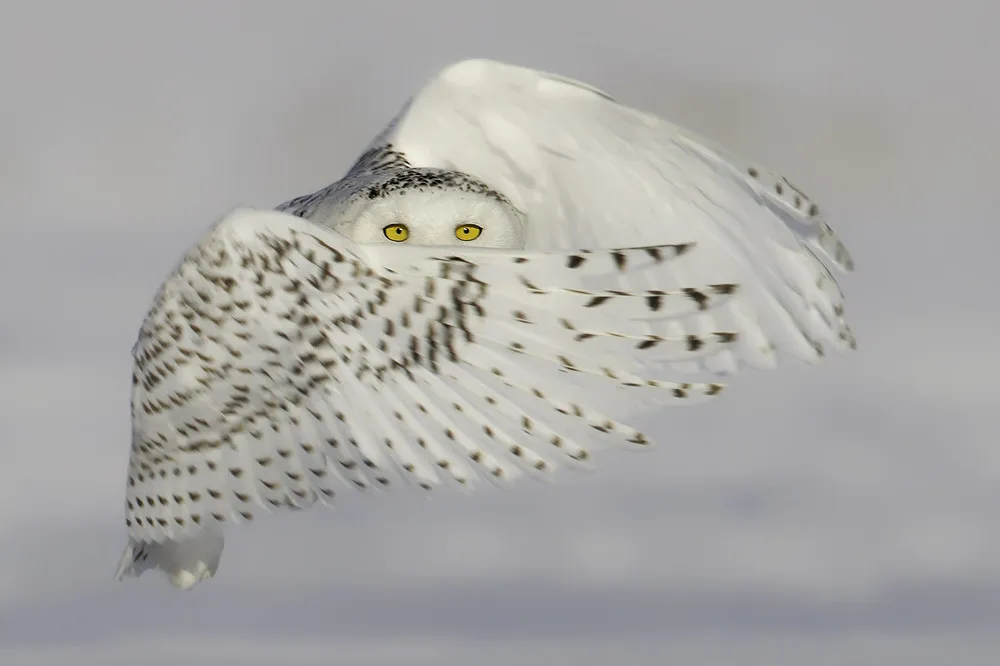 Simply Some Photos: Snowy Owl