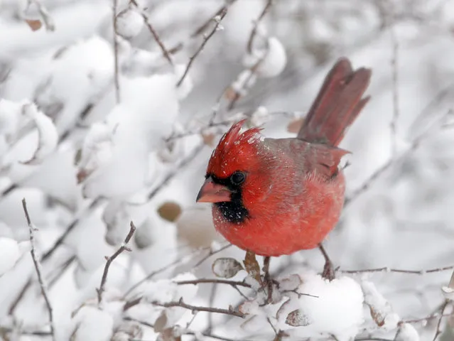 A cardinal perches on snow-covered twigs in Lawrence, Kan., Sunday, November 25, 2018. A snowstorm had the area in a blizzard warning for several hours. (Photo by Orlin Wagner/AP Photo)