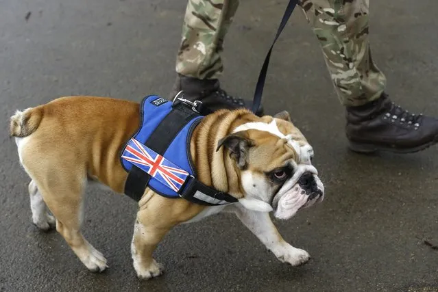 A British bulldog called Frank walks alongside a soldier watching the Household Cavalry Mounted Regiment parade in Hyde Park in London, Thursday, March 26, 2015. (Photo by Kirsty Wigglesworth/AP Photo)