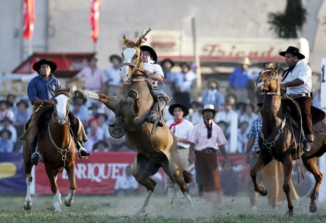 A gaucho rides a wild horse during the annual celebration of Criolla Week in Montevideo, March 30, 2015. (Photo by Andres Stapff/Reuters)