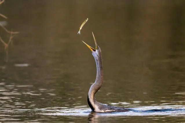 A darter bird showing off by flipping its dinner in the air only for the fish to be lost in the water in Chandigarh, India in the last decade of October 2023. Pictures show the darter bird successfully catching its dinner before flipping the fish over to go down its gullet the right way – until the fish escapes to live another day and the darter flops into the water in defeat. The darter is known for having a long and slender neck with a straight, pointed bill and, like the cormorant, it hunts for fish while its body is submerged in water. It spears a fish underwater, bringing it above the surface, tossing and juggling it before swallowing the fish head first. (Photo by Anuj Jain/Media Drum Images)