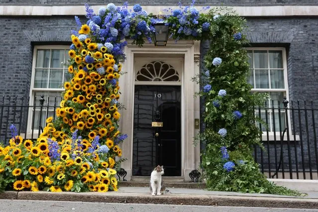 Larry the cat stands by a flower arch of Ukraine's national flower, sunflowers, erected outside Number 10 Downing Street in London to mark Ukrainian Independence Day on August 24, 2022. (Photo by Susannah Ireland/AFP Photo)