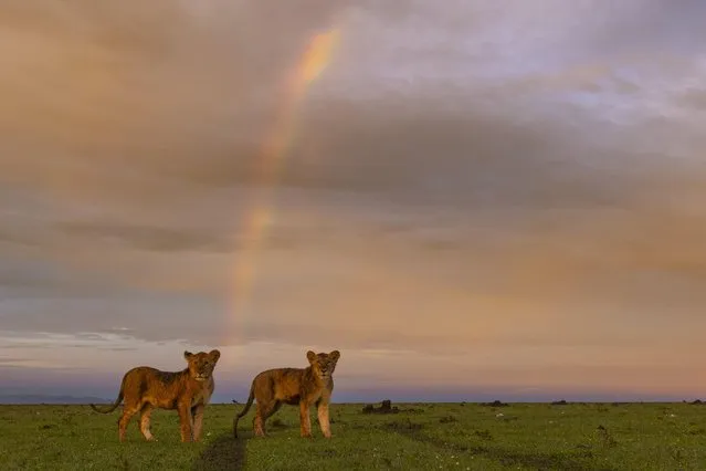 Lions take in the sunrise in the Masai Mara reserve, Kenya, after a night of fierce thunderstorms in June 2023. (Photo by Laura Dyer/Caters News Agency)