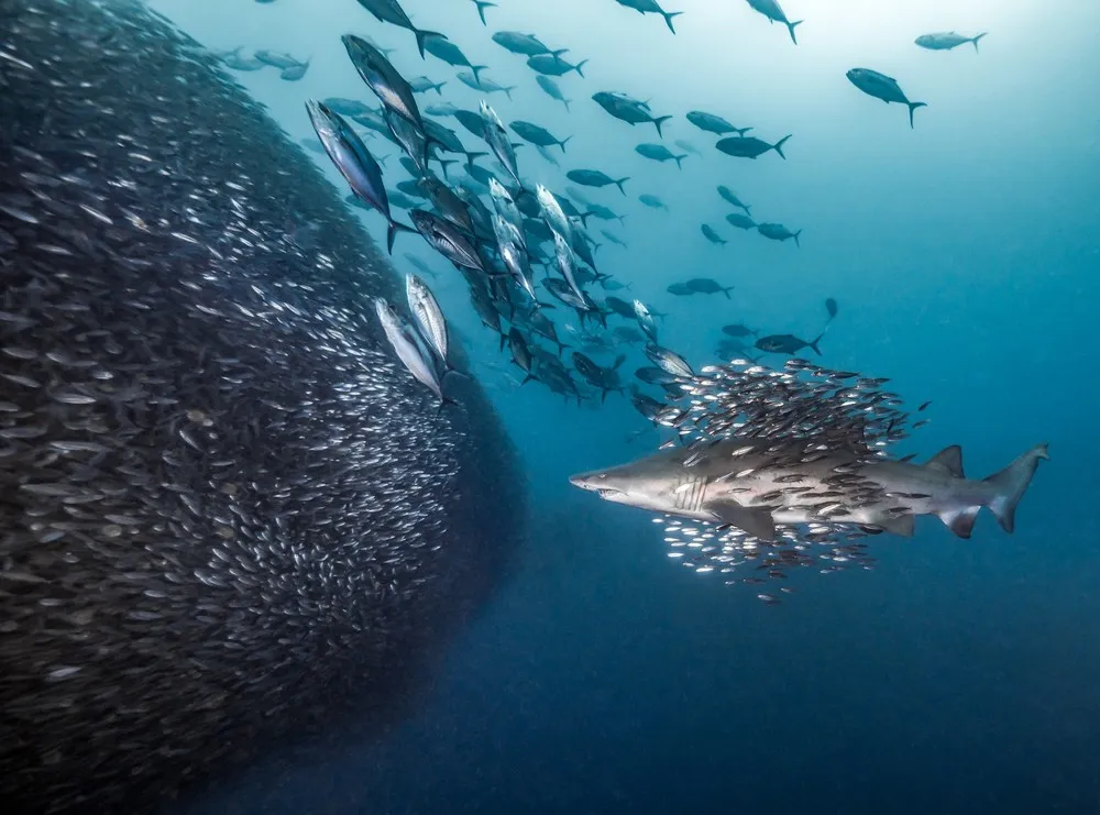 The Ocean Art 2018 Underwater Photography Competition