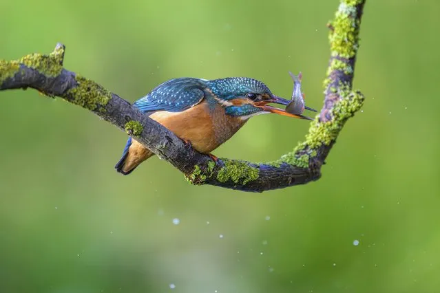 A common kingfisher snatches a fish in Hesse, Germany, on Friday, November 17, 2023. (Photo by Marcus Siebert/imageBROKER/Rex Features/Shutterstock)